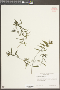 Melampyrum lineare image