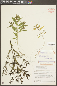 Melampyrum lineare image