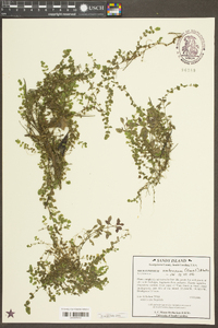 Micranthemum umbrosum image