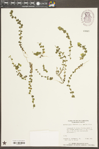 Micranthemum umbrosum image