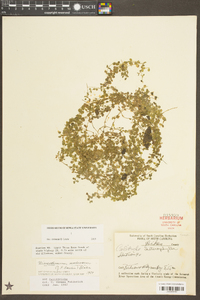 Micranthemum umbrosum image