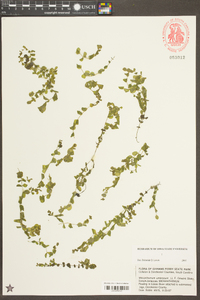 Micranthemum umbrosum image