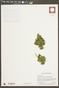 Hemianthus glomeratus image