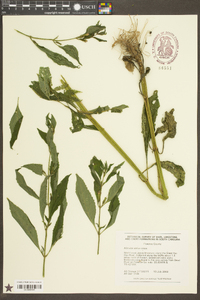 Mimulus alatus image