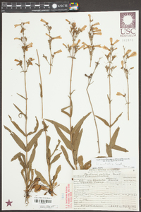 Penstemon australis image