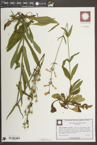 Penstemon australis image