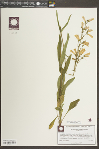 Penstemon australis image