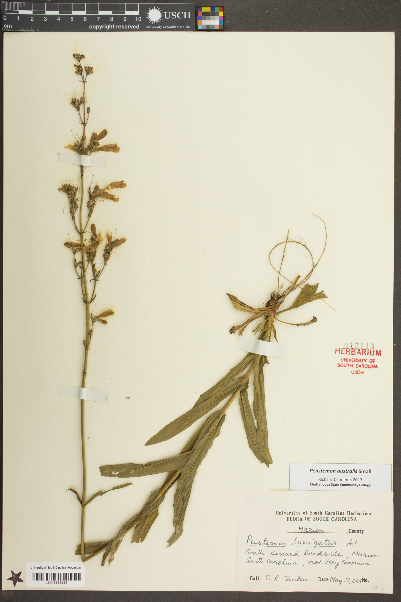 Penstemon australis image