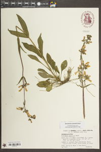 Penstemon australis image