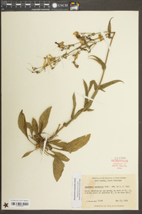 Penstemon australis image