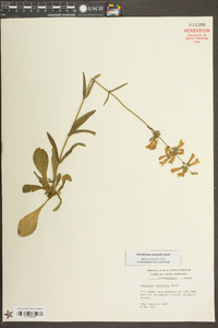 Penstemon australis image