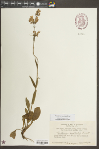 Penstemon australis image