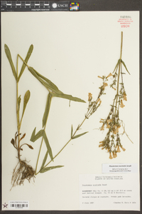 Penstemon australis image