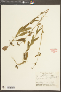 Penstemon laevigatus image