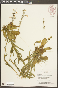 Penstemon laevigatus image