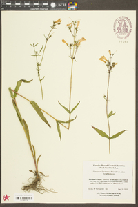 Penstemon laevigatus image