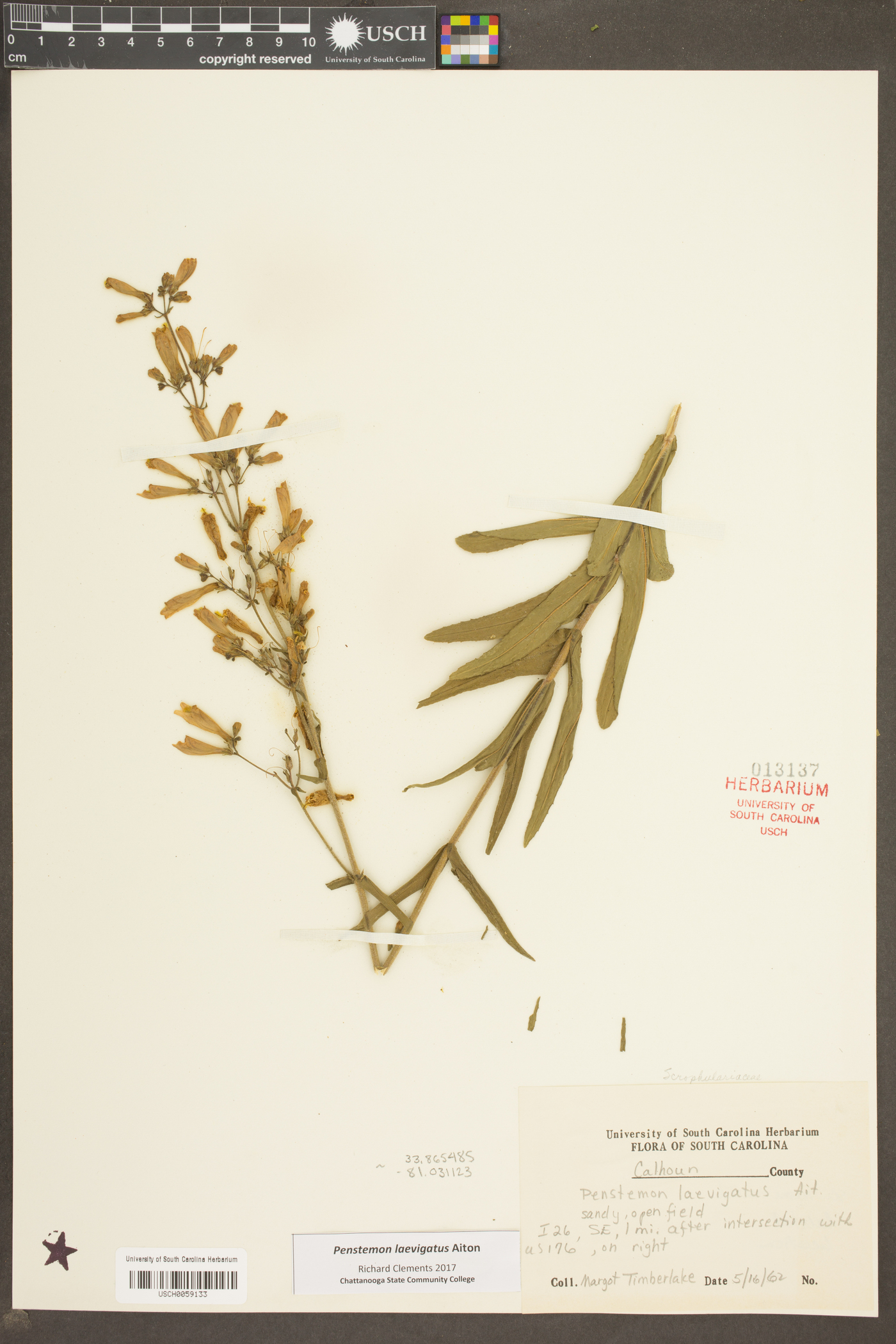 Penstemon laevigatus image