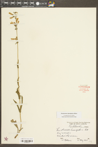 Penstemon laevigatus image