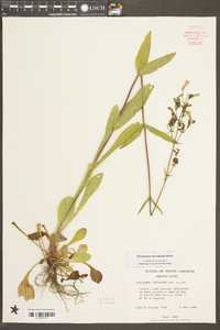 Penstemon laevigatus image