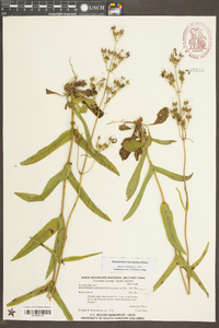 Penstemon laevigatus image