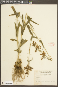 Penstemon laevigatus image