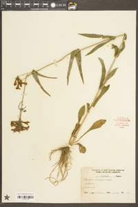 Penstemon laevigatus image