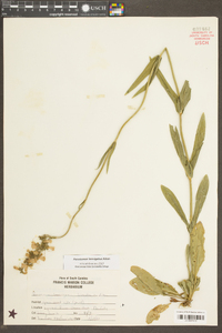 Penstemon laevigatus image