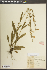 Penstemon laevigatus image