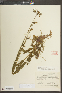 Penstemon laevigatus image