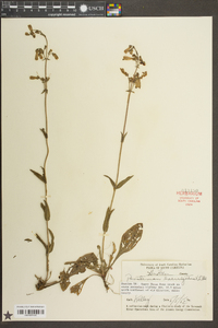 Penstemon laevigatus image