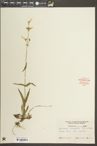 Penstemon laevigatus image