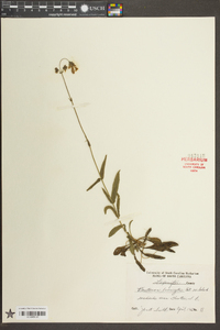 Penstemon laevigatus image