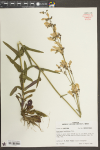 Penstemon laxiflorus image