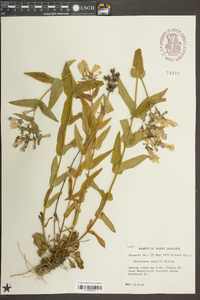 Penstemon smallii image