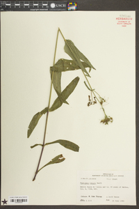 Penstemon tenuis image