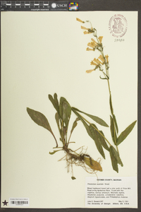 Penstemon australis image