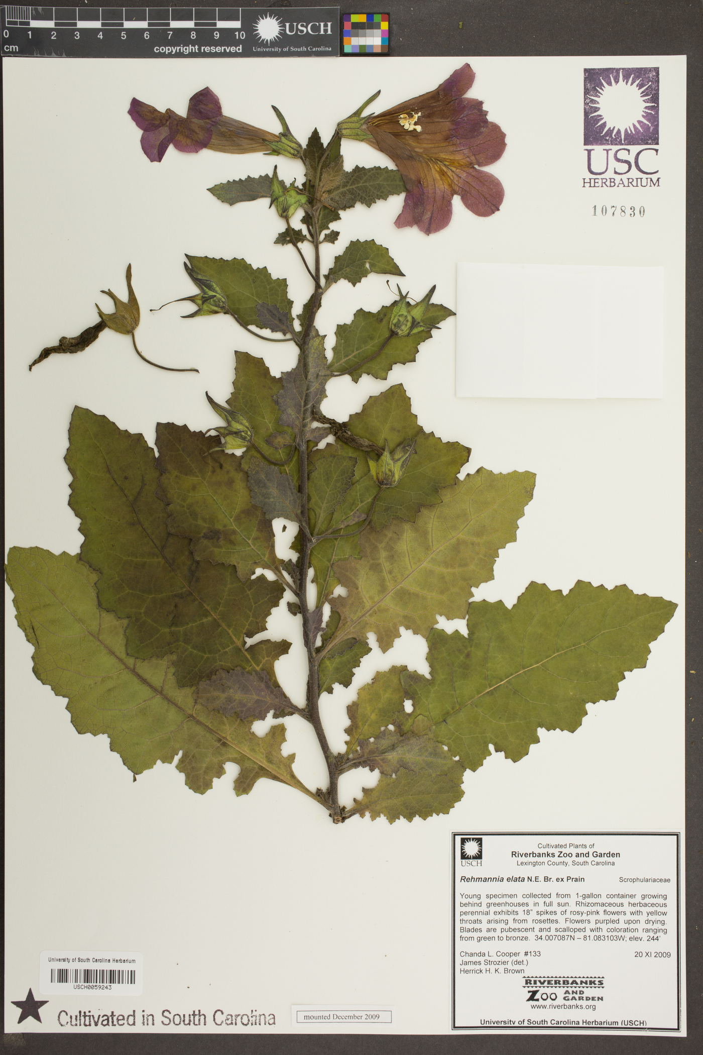 Rehmannia elata image