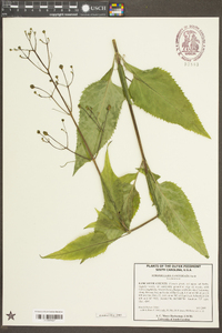 Scrophularia lanceolata image