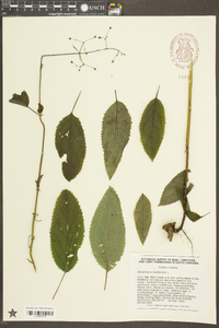 Scrophularia marilandica image