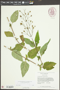 Scrophularia lanceolata image