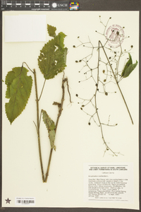 Scrophularia marilandica image