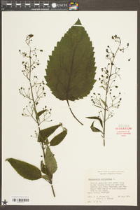 Scrophularia marilandica image