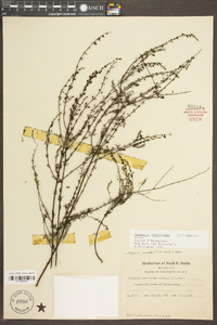 Seymeria cassioides image