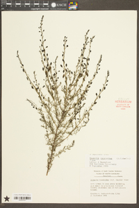 Seymeria cassioides image