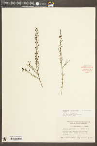 Seymeria cassioides image