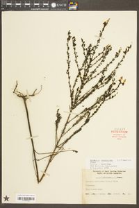 Seymeria cassioides image