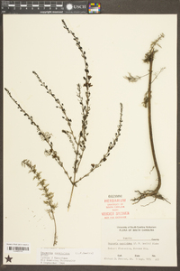 Seymeria cassioides image