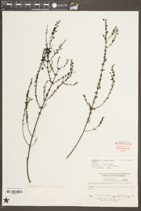 Seymeria cassioides image