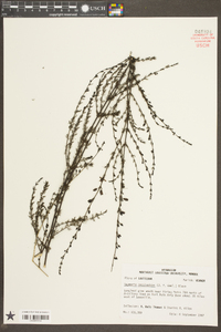 Seymeria cassioides image