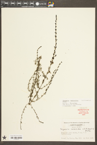 Seymeria cassioides image